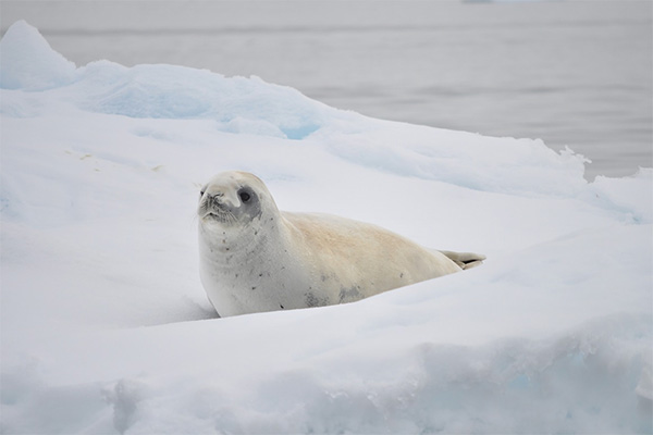 Antarctica